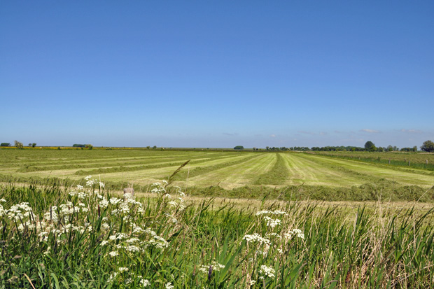 typische Landschaft in Friesland